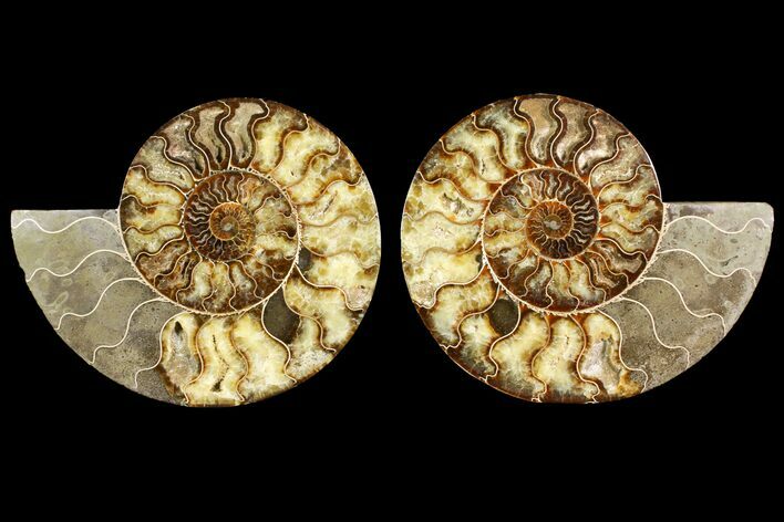 Agatized Ammonite Fossil - Very Large #145212